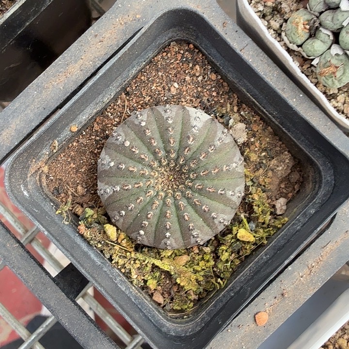 实生侍童单头3仙人球