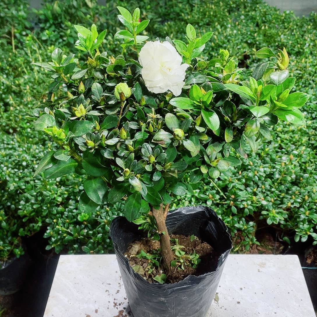 未***期完全开放小五宝杜鹃花