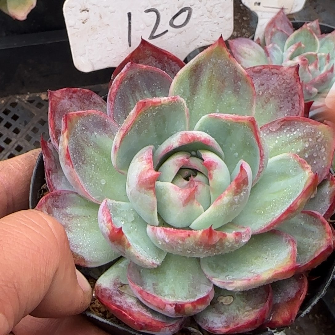 花脸惊鸿一物一拍包装收缩花旱