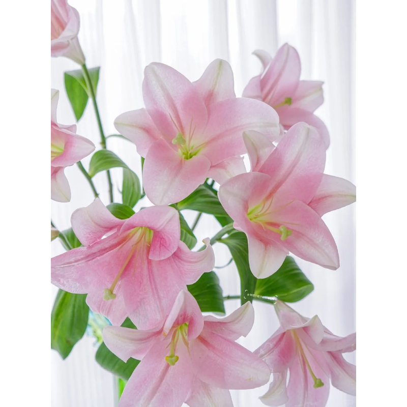【粉铁炮】香水百合 一单包邮 云南鲜花昆明基地现采现发
