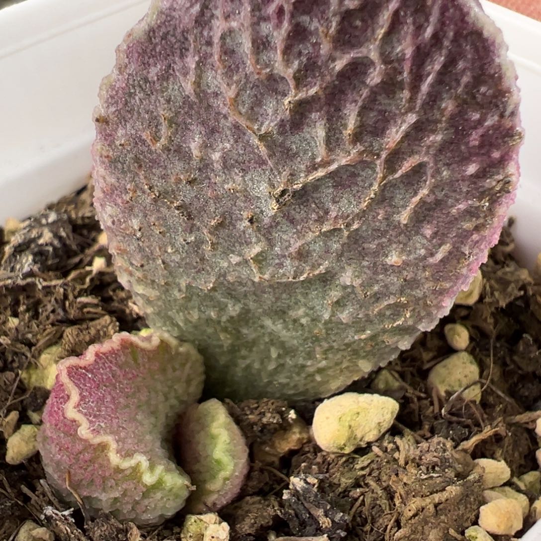 特价有疤哈莫猪肝多肉植物