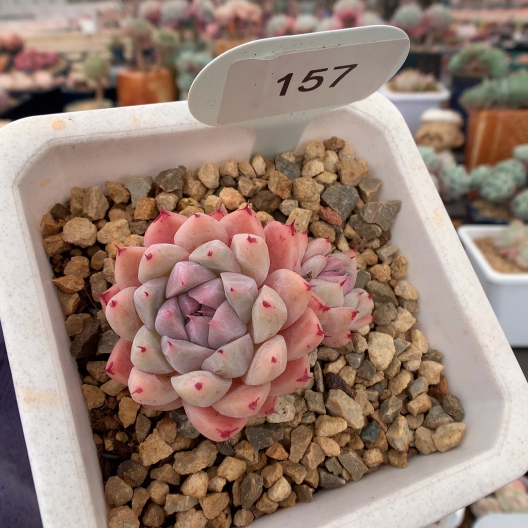 157佳人多肉植物