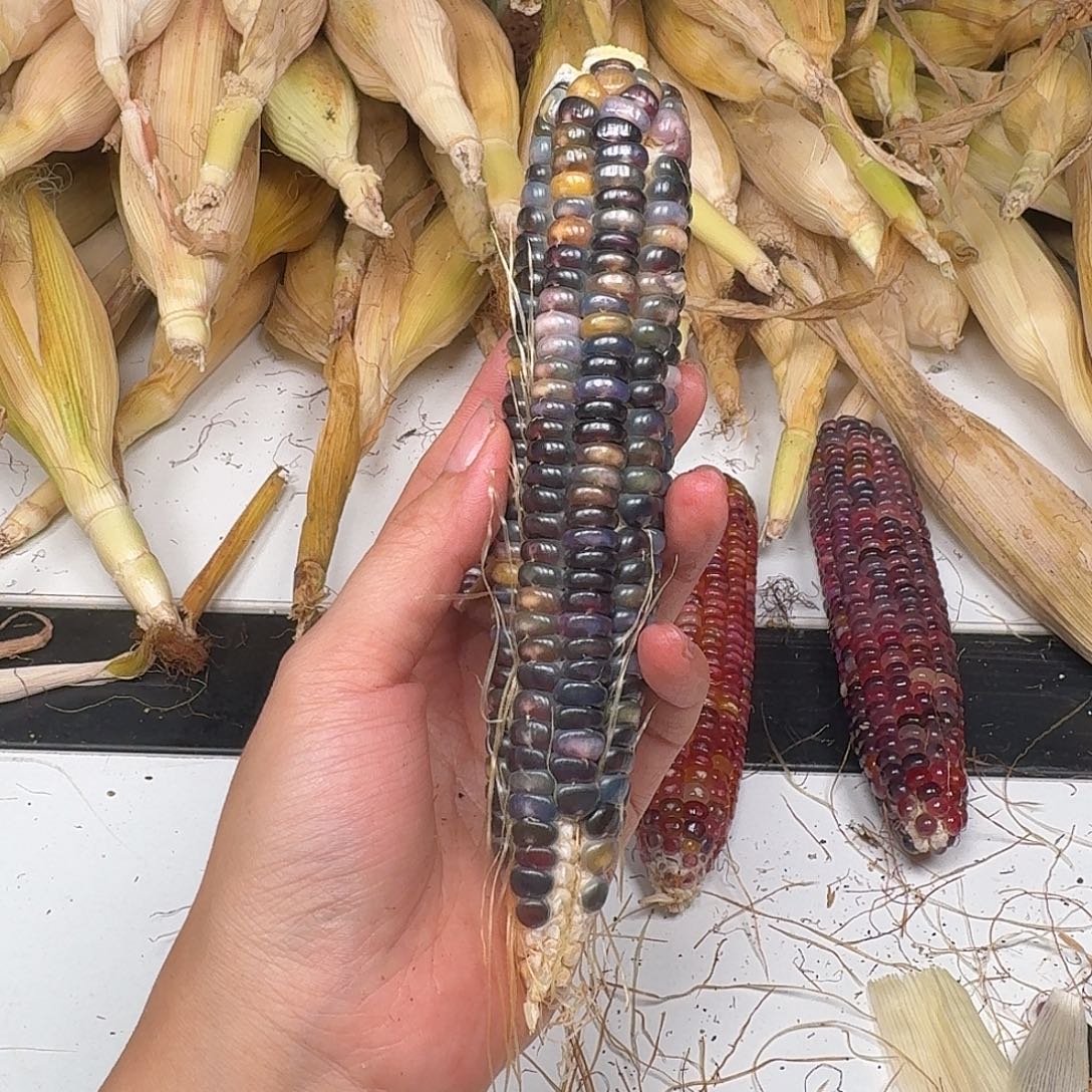 你***字大叶紫檀（黑酸枝木类）