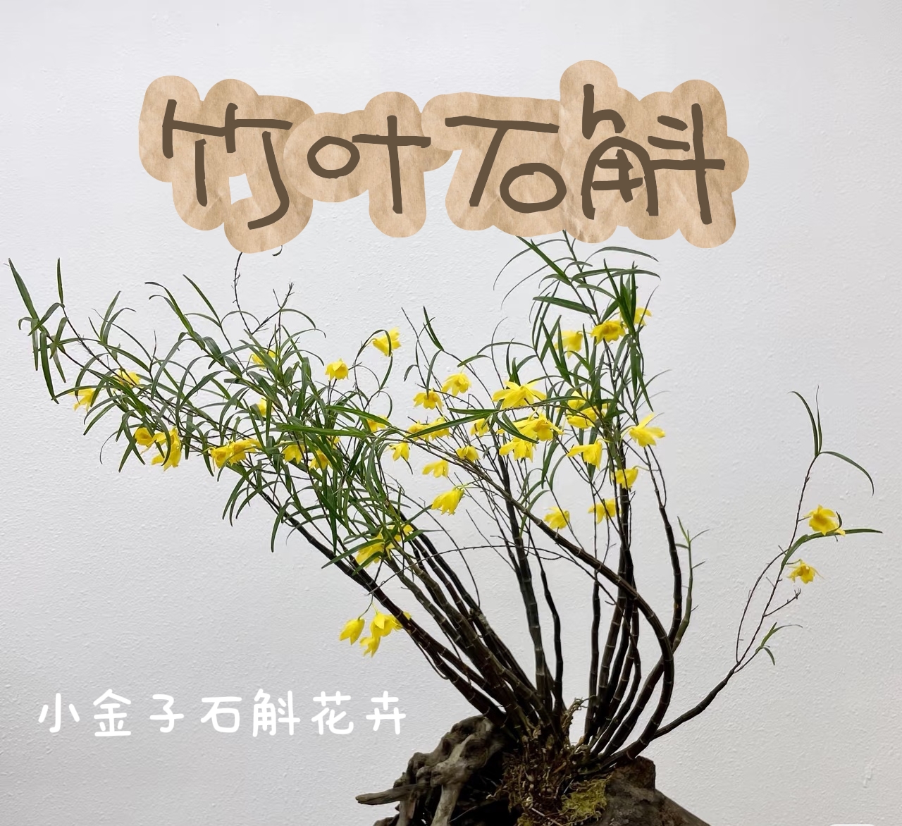姬竹叶石斛带香味桌面植物净化空气好选择