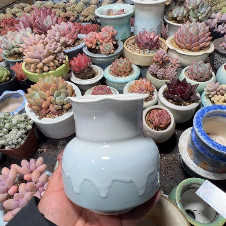特价花盆满50发货 内口7.5