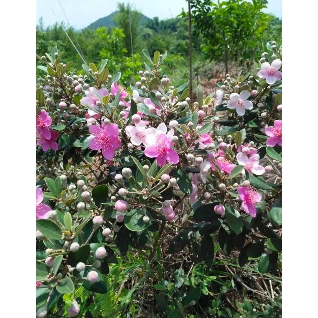 桃金娘树苗别墅庭院阳台花树四季种植常绿盆栽植物盆景