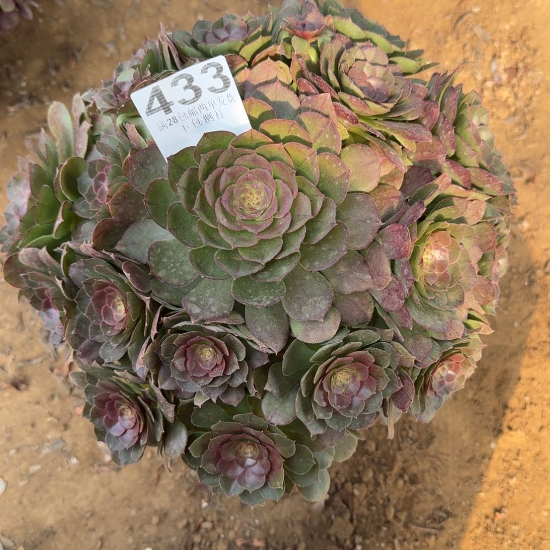 ?***?433号万圣节清棚不包损