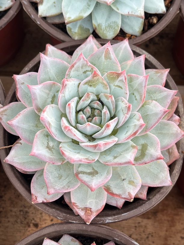 【任意下单即包邮】粉蓝鸟9-10厘米多肉植物，脱土发货