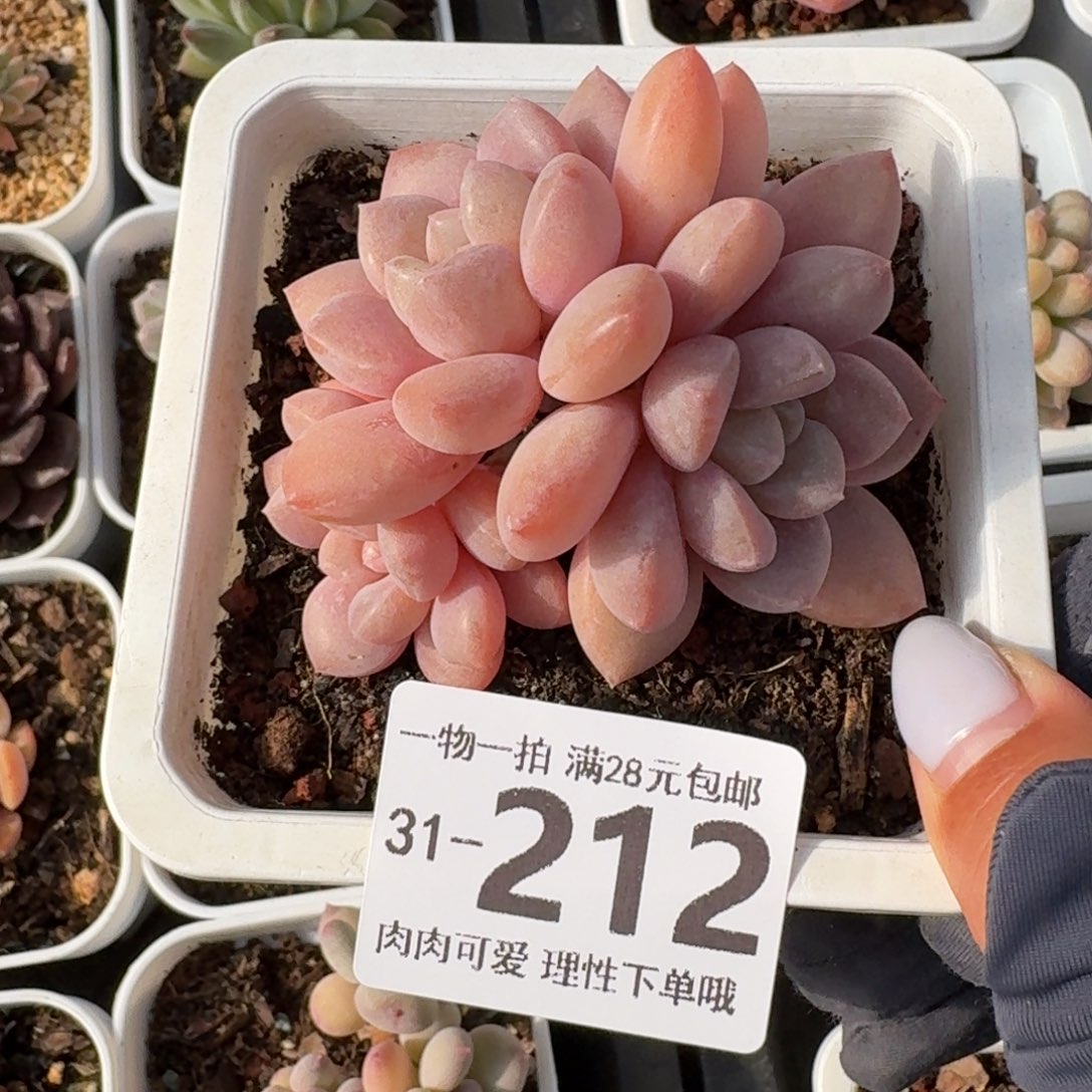 白鹭无盆土发货无