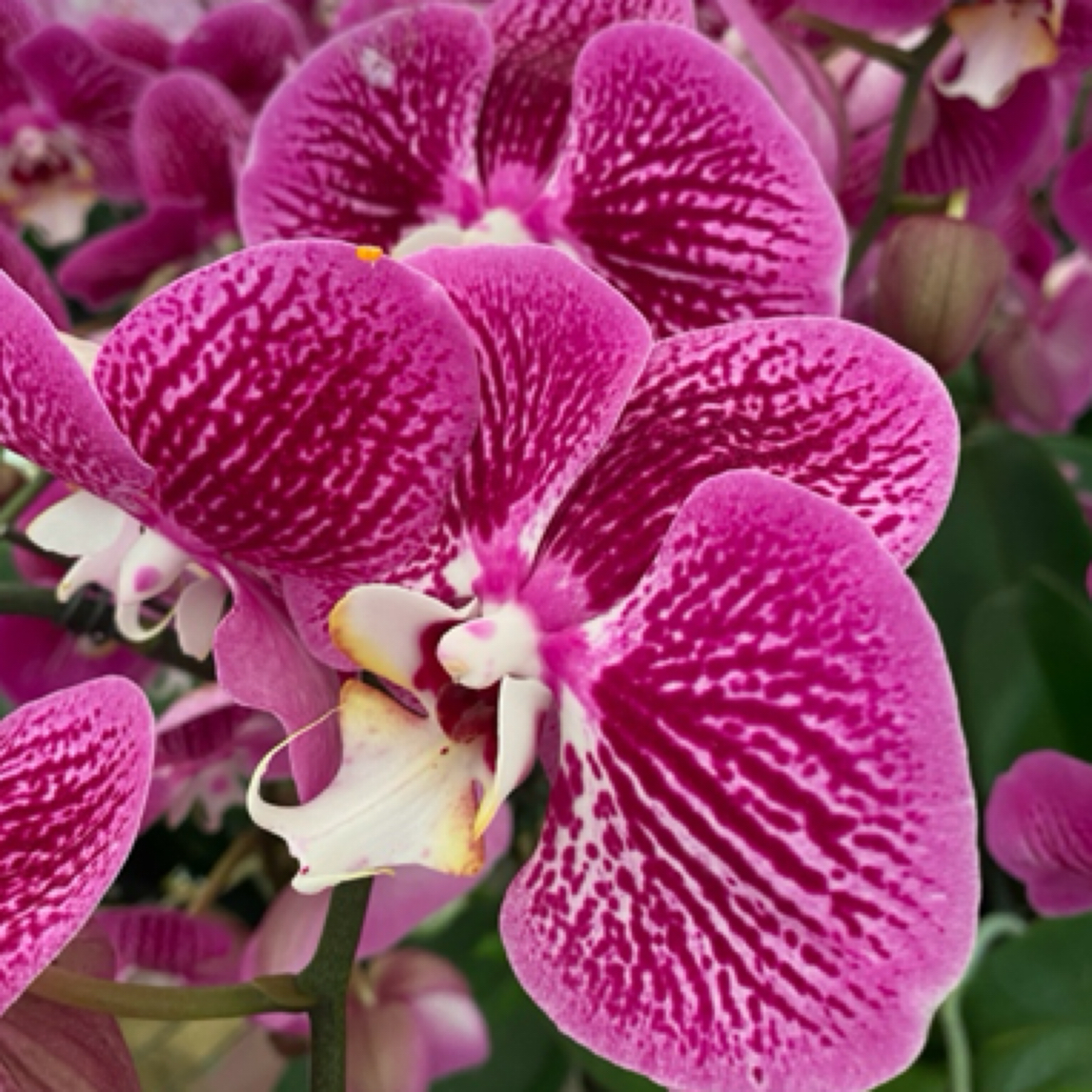 【画眉鸟】3.0精品蝴蝶兰基地直发