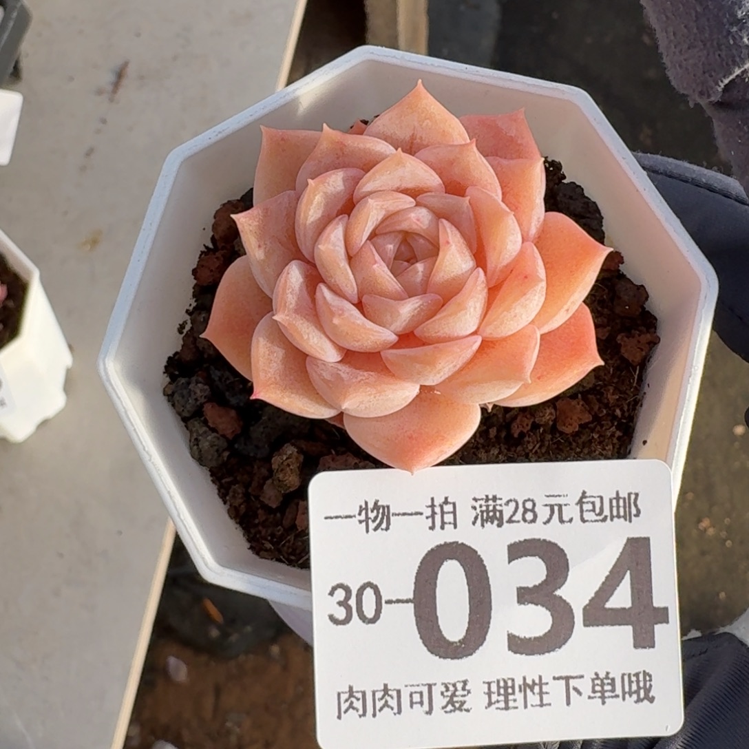 纯爱无盆土发货无