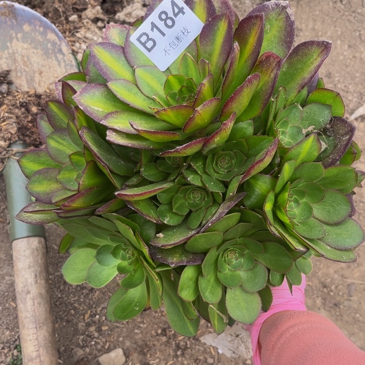 184抹茶多肉法师不包断枝