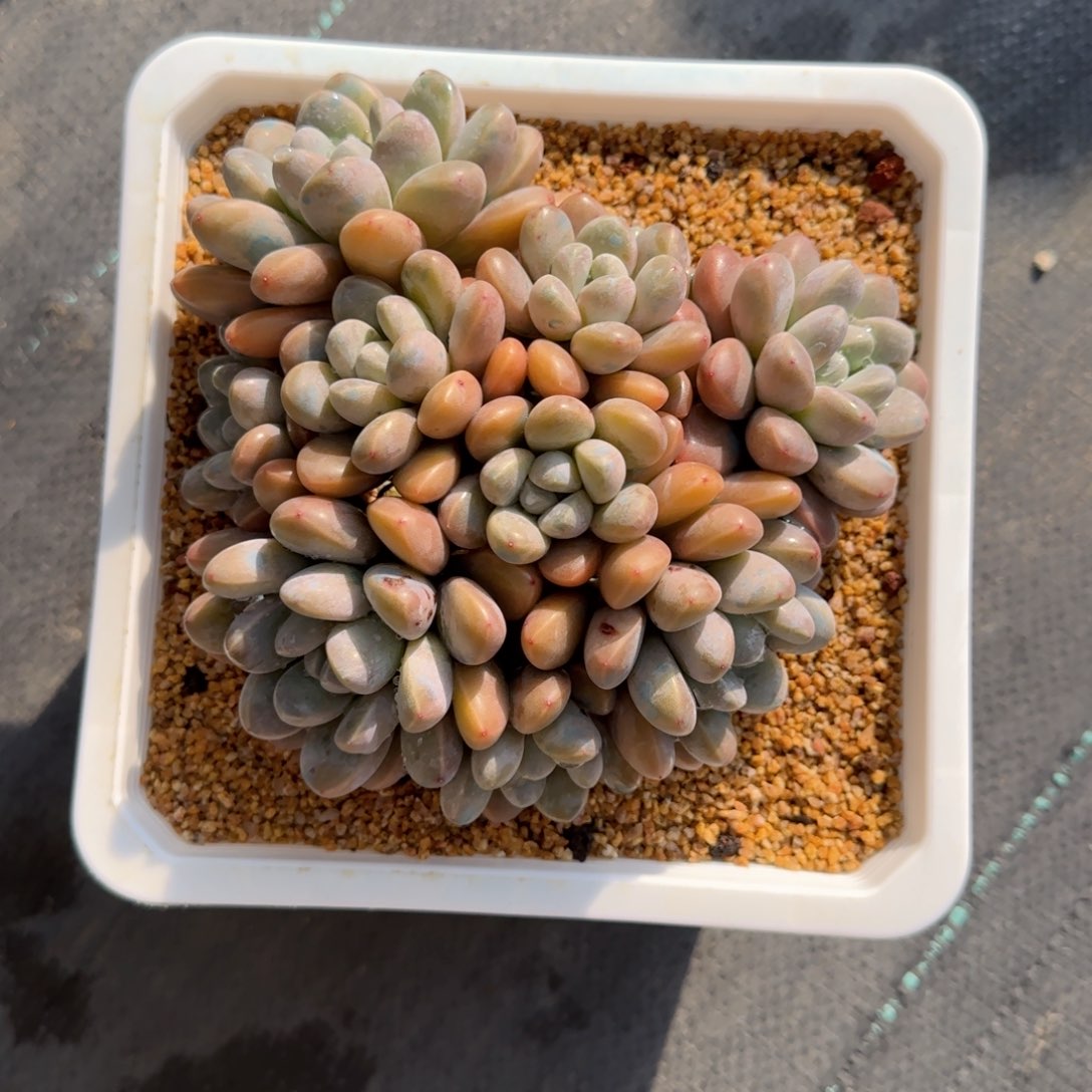 香玉一物一拍喜欢下单