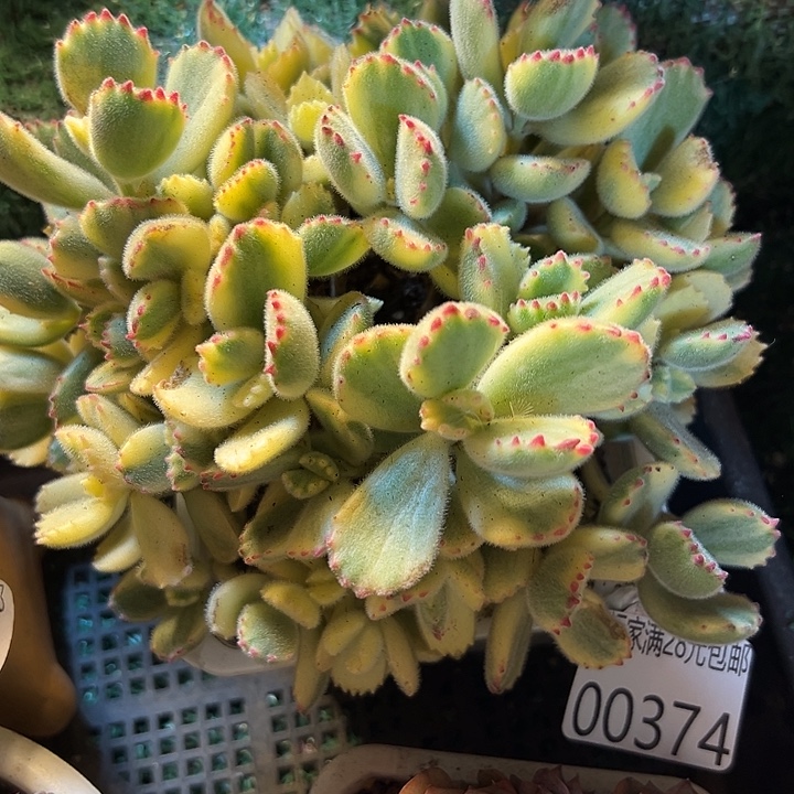 幸运的是我还在等幸运