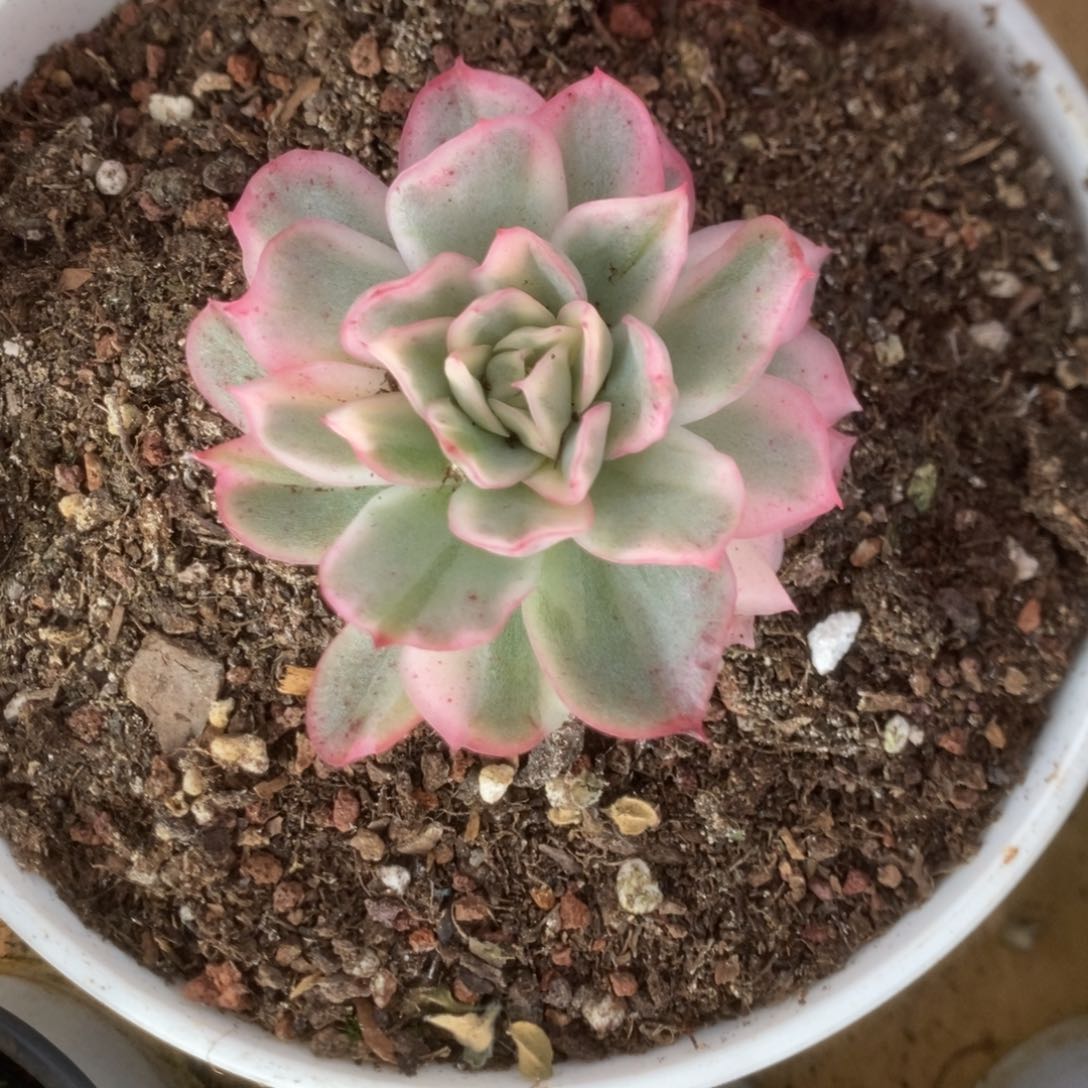 659仙影锦锦锦锦锦锦