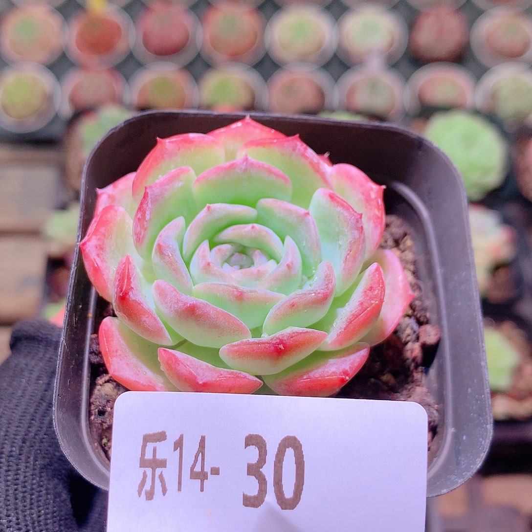 乐然14-30 纯爱单头 