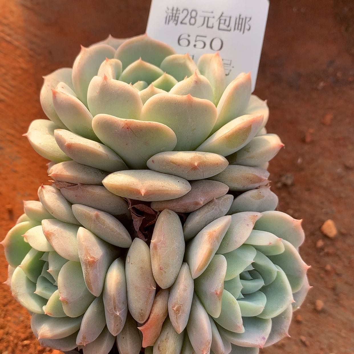 【闪购商品】云650号