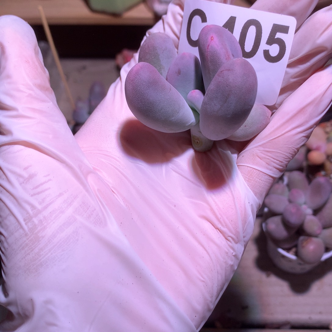 米可奶酪多肉405