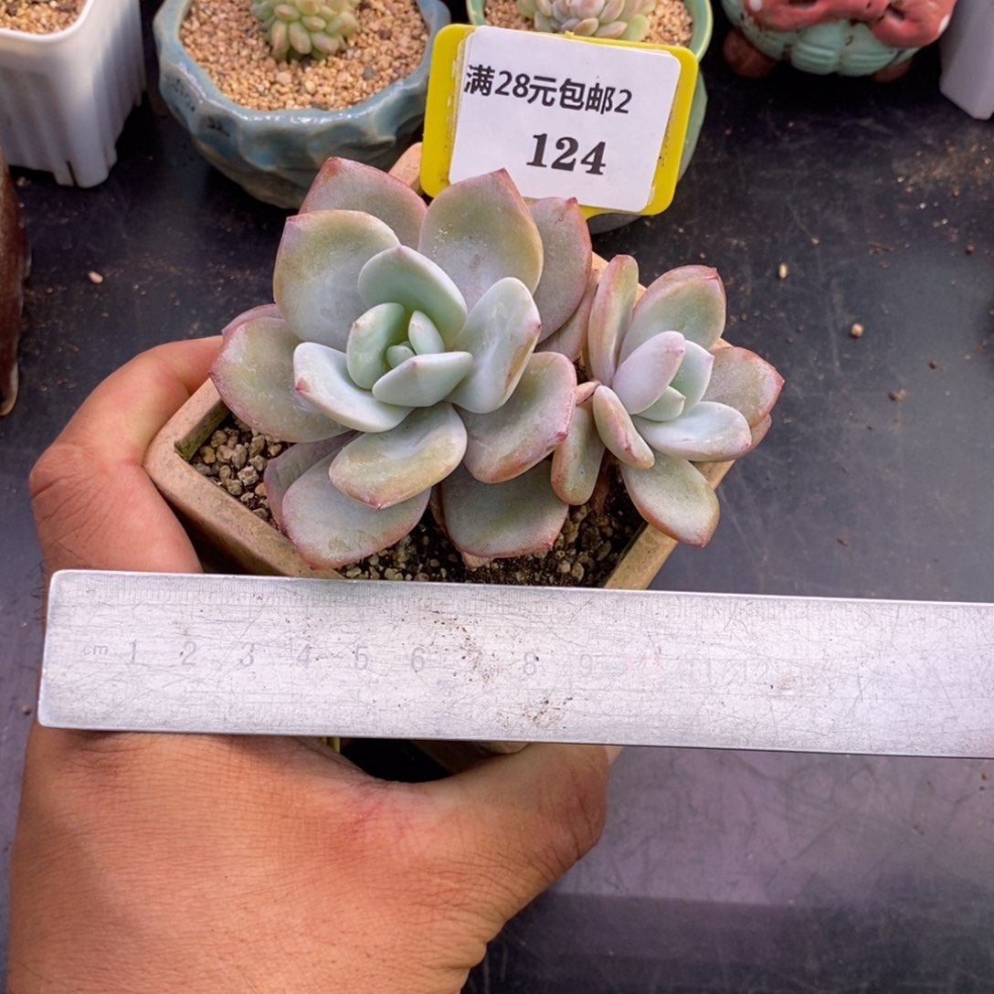 2124奶茶多肉植物……