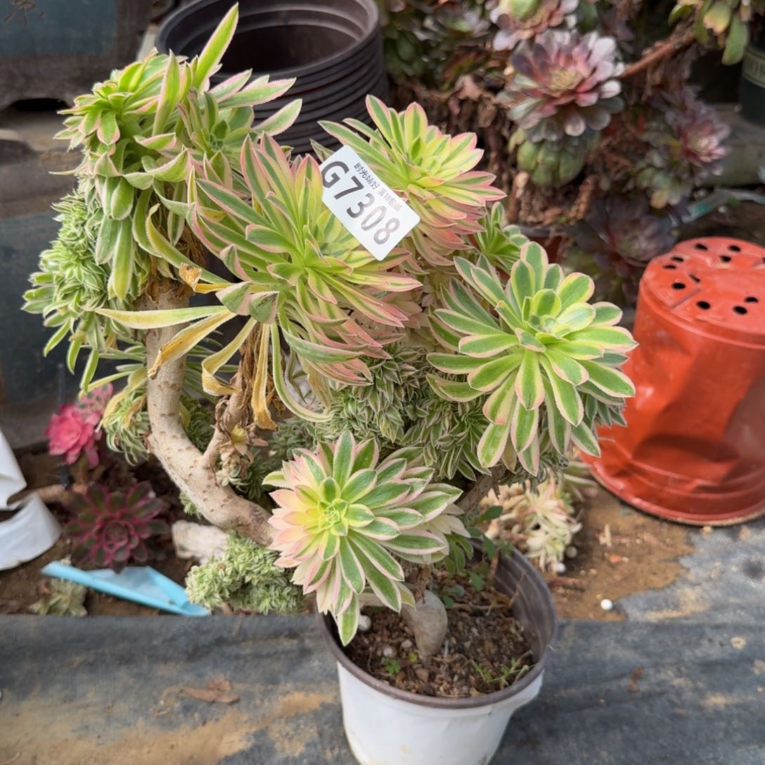 7308夕颜缀有伤，不包损