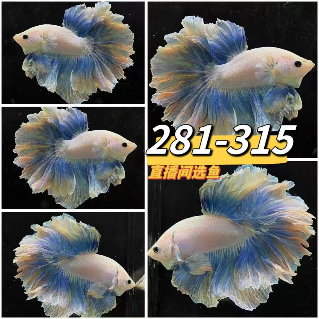 [281-315]直播精选泰国斗鱼半月狮王将军热带鱼网红婚纱鱼活体