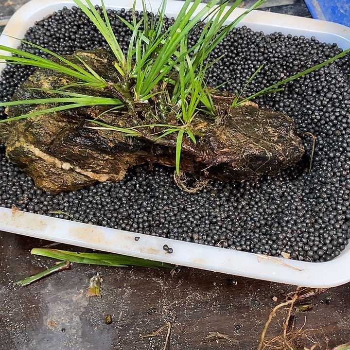 超***～无花朵石菖蒲不去啦