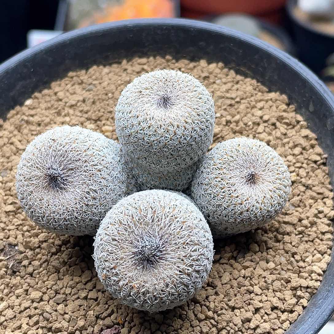 月世界仙人球带盆土发货