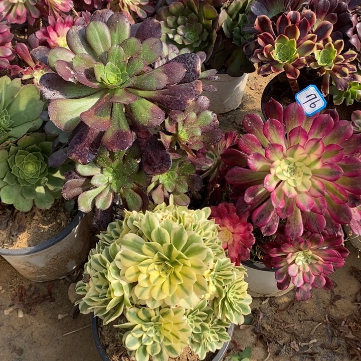 176迈巴赫，红铜白，圆叶玫瑰多肉