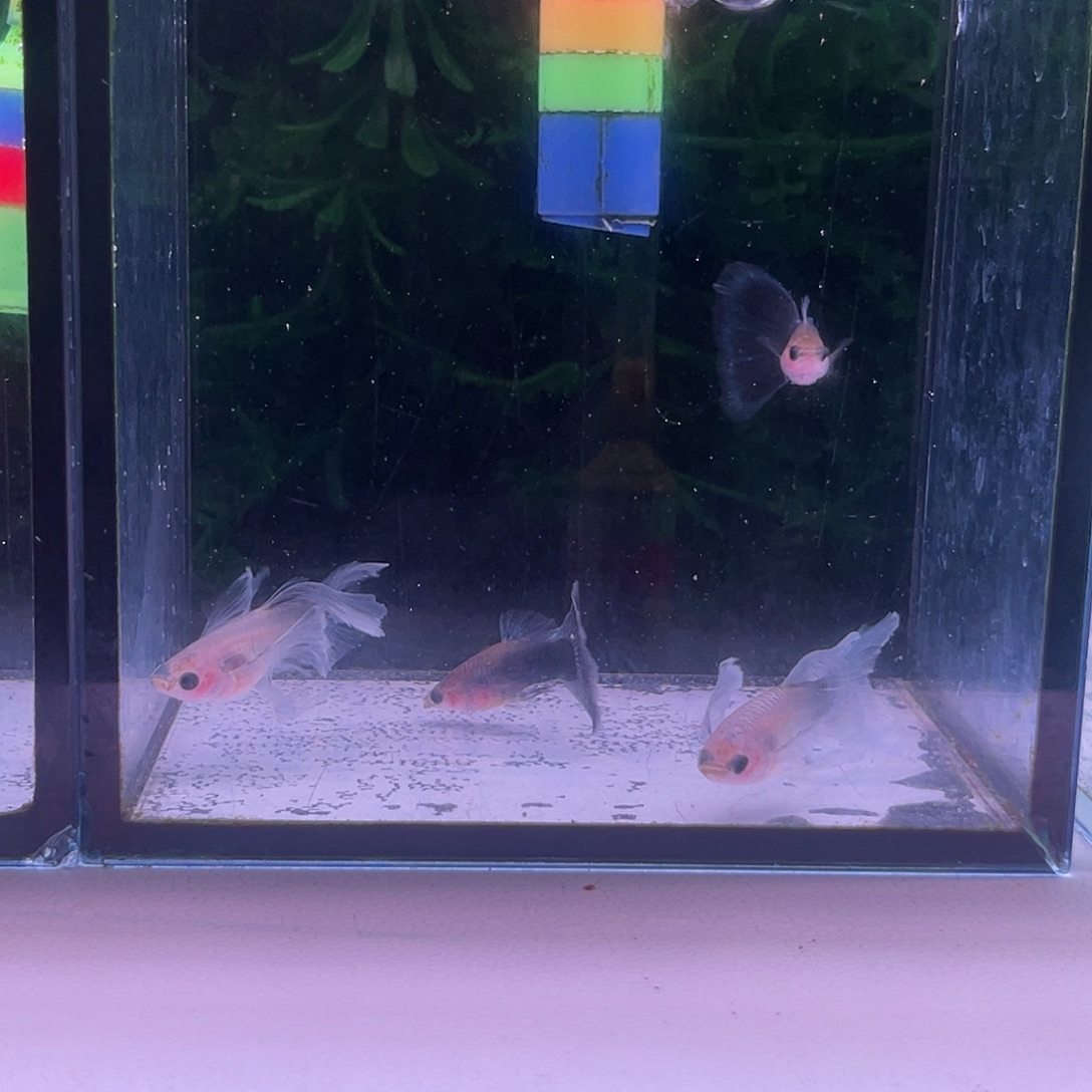 黑玛丽鱼75号蓝礼服玻璃体的绣球2对