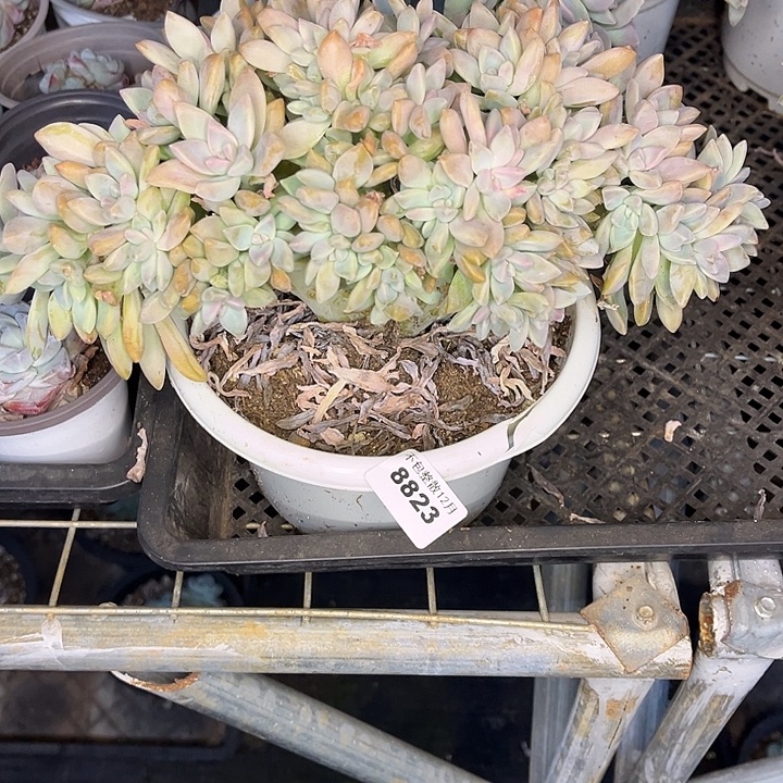 阿雅园艺。      8823淡雪缀