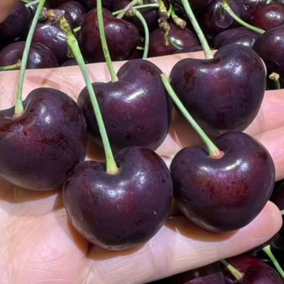 海运智利桑提娜JD车厘子1斤 2斤 5斤智利