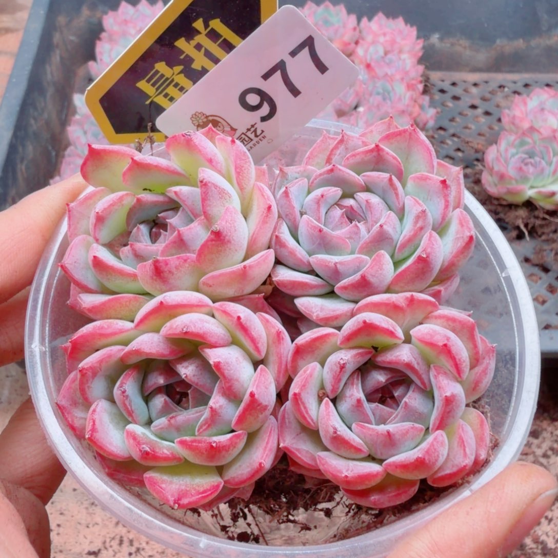 多肉植物多肉植物