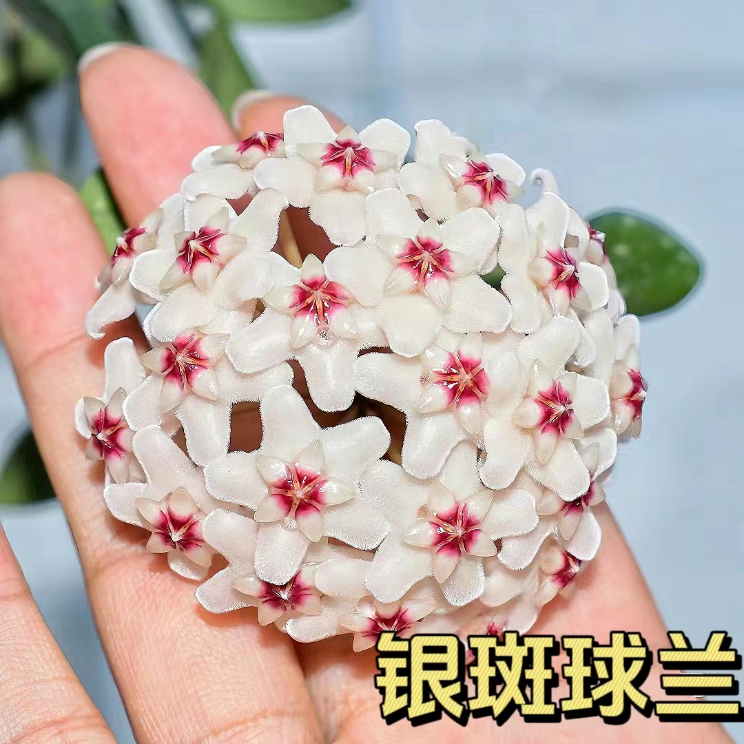 【银斑球兰】网红花开懒人花卉多年生可垂吊爬藤室内办公室观赏植物