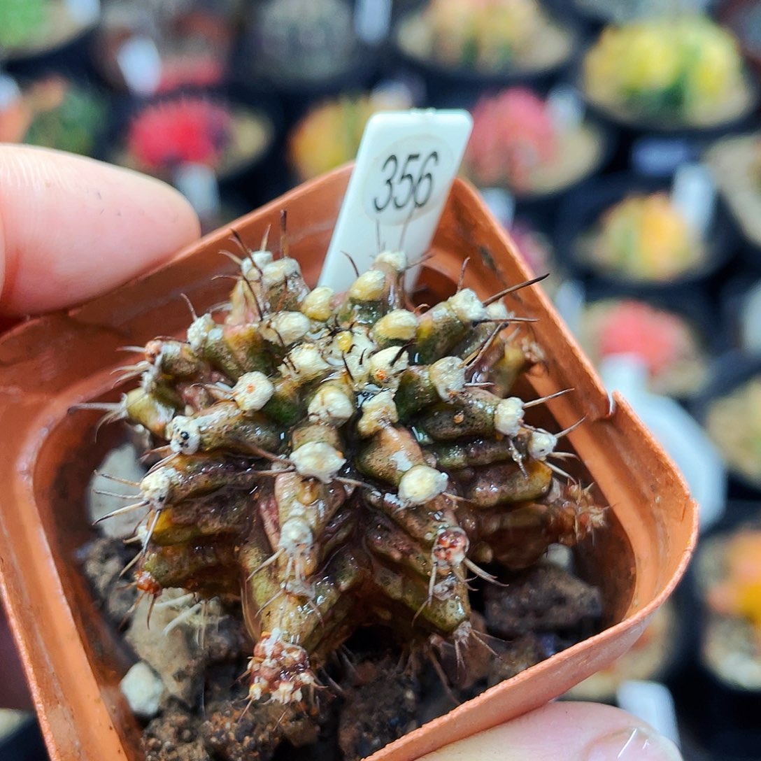 非偏远地区满25元包邮仙人球