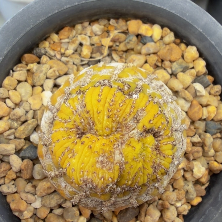 猪鼻子士童黄体锦缀化