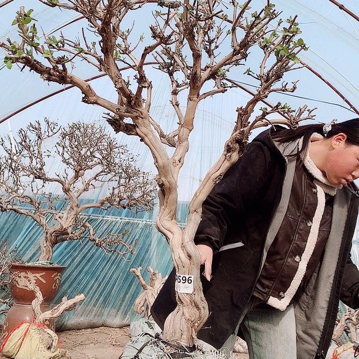 全部花朵金银花888888