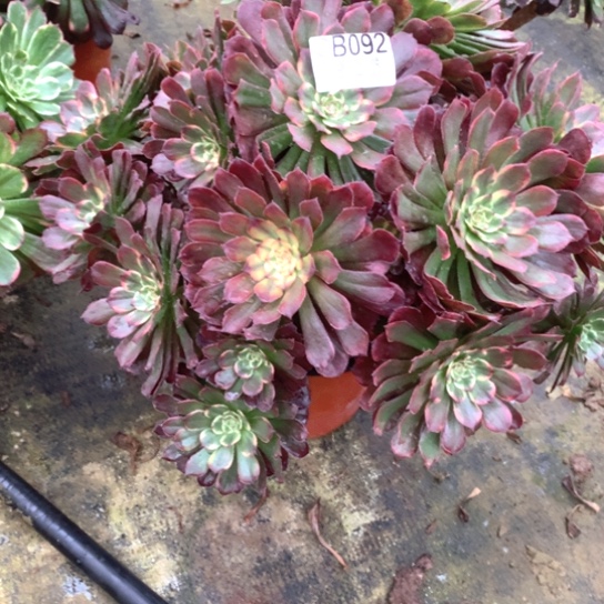 多肉植物火烧云092