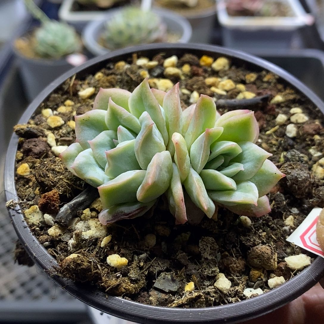 12101 泡泡纱裙多肉双头