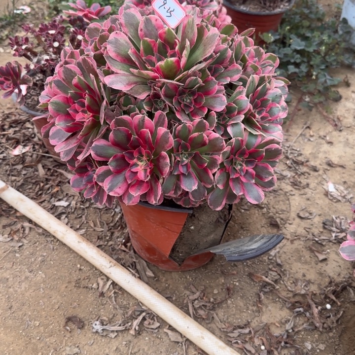 9-23女妖多肉不包售后