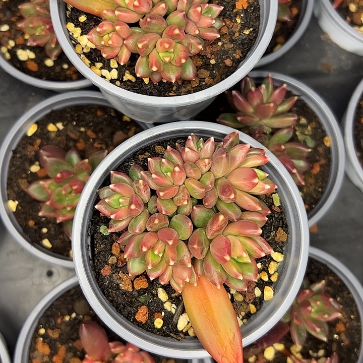 蓝***凤柏拉图自然群两个111