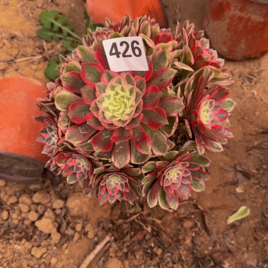 沛***菡孔雀翎5号棚426多肉植物