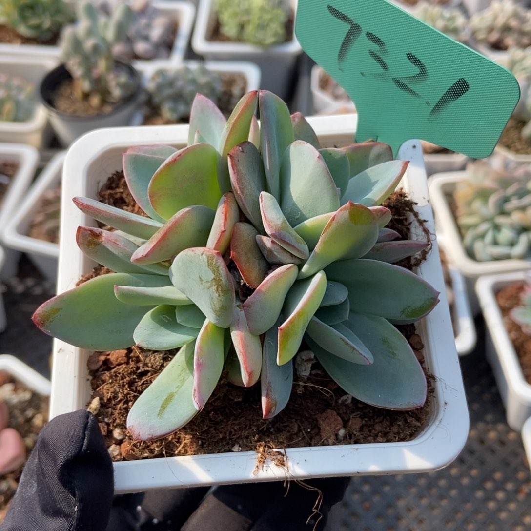 7321布鲁蓝多肉植物保护