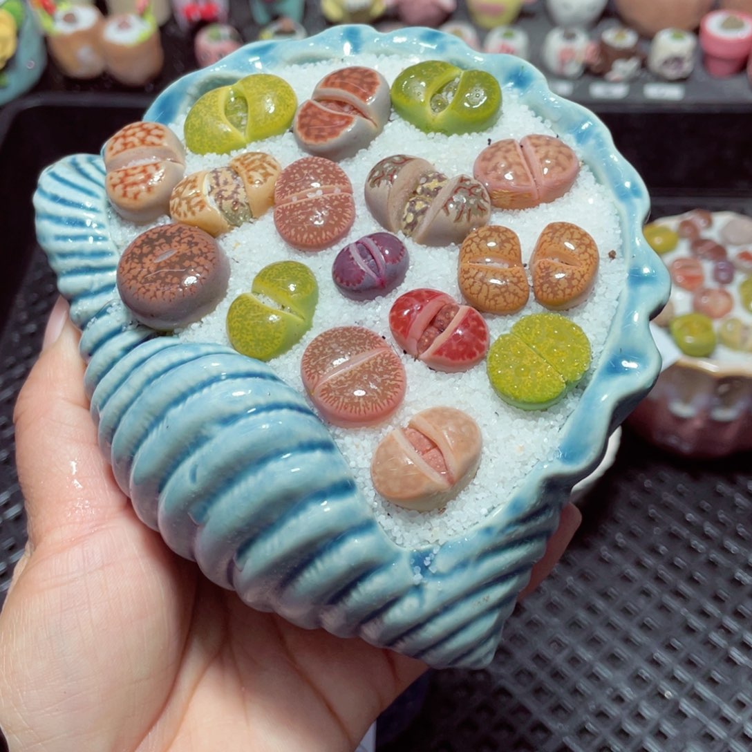 w2108 带盆土发货-零下地区拍保温箱