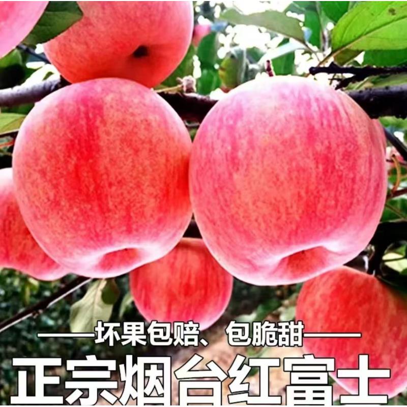 正宗烟台红富士苹果直新鲜脆甜可口多汁两地发货