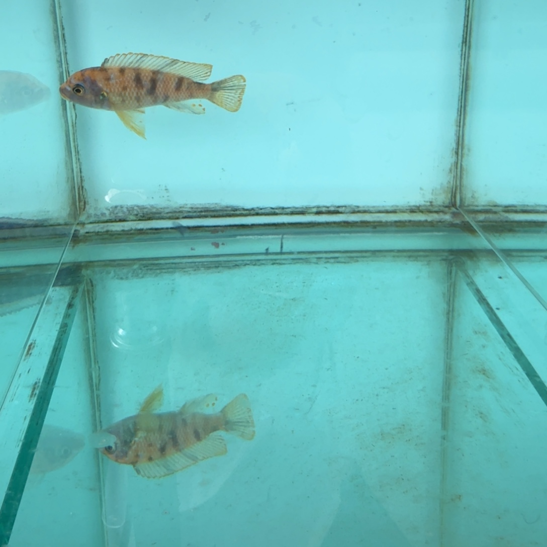 慈鲷黄金斑马mc1427。      