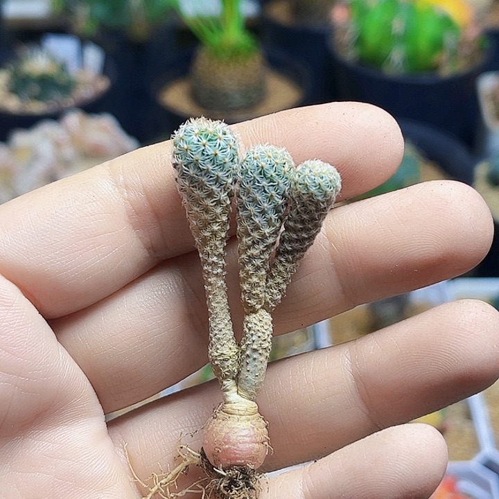 实生美针玉实生球一颗