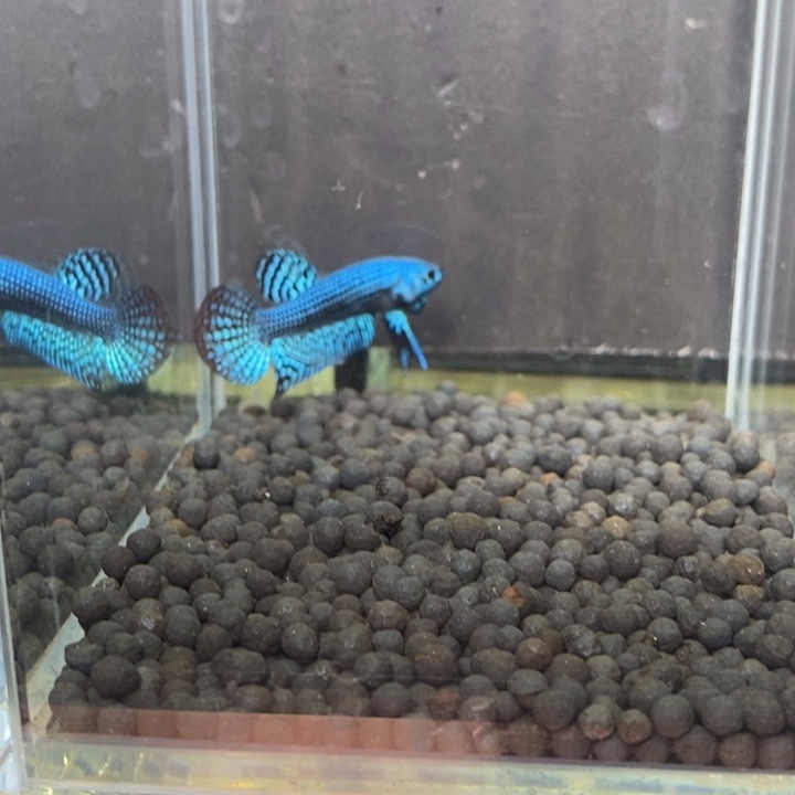 斗鱼泰国斗鱼595号