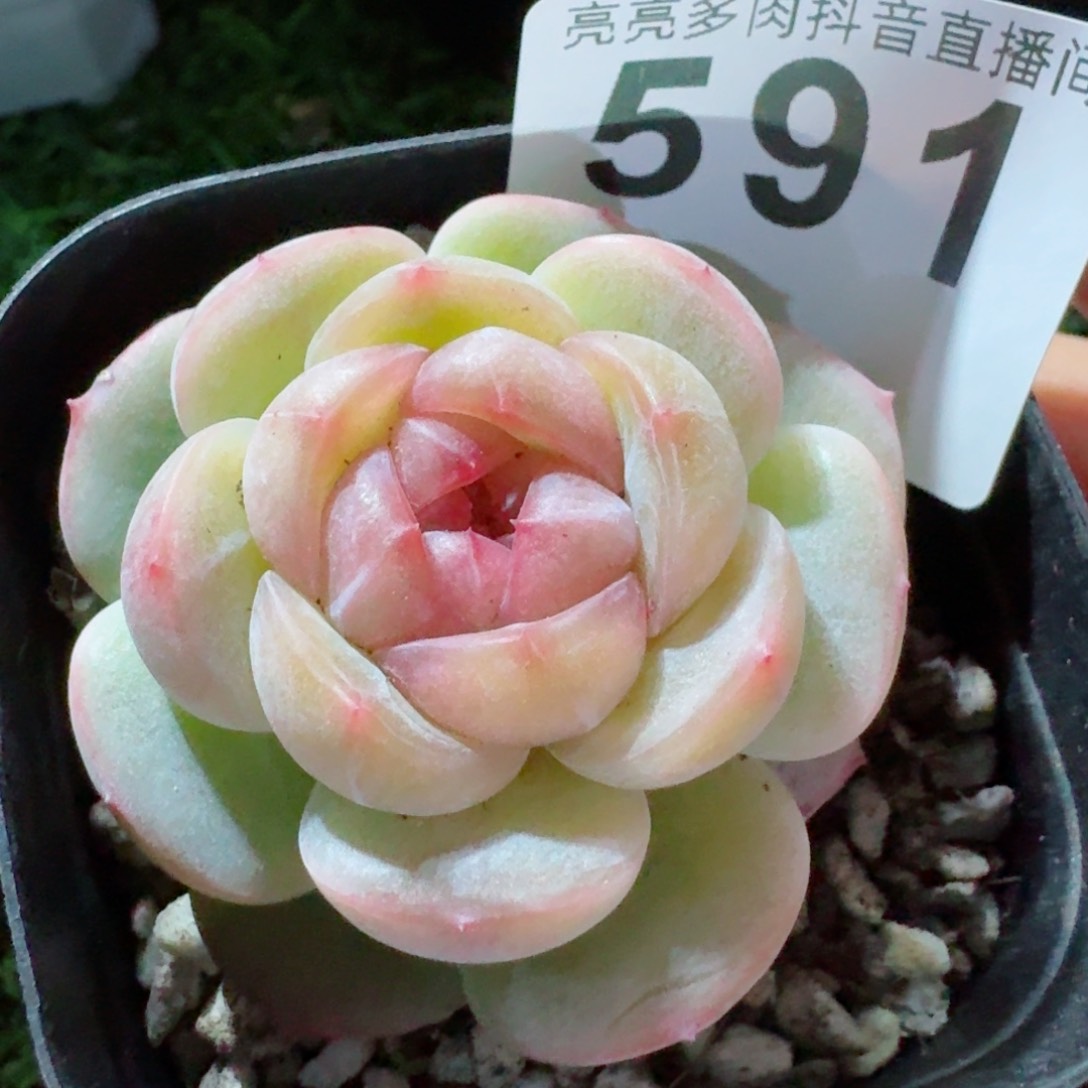 长相思         精品多肉