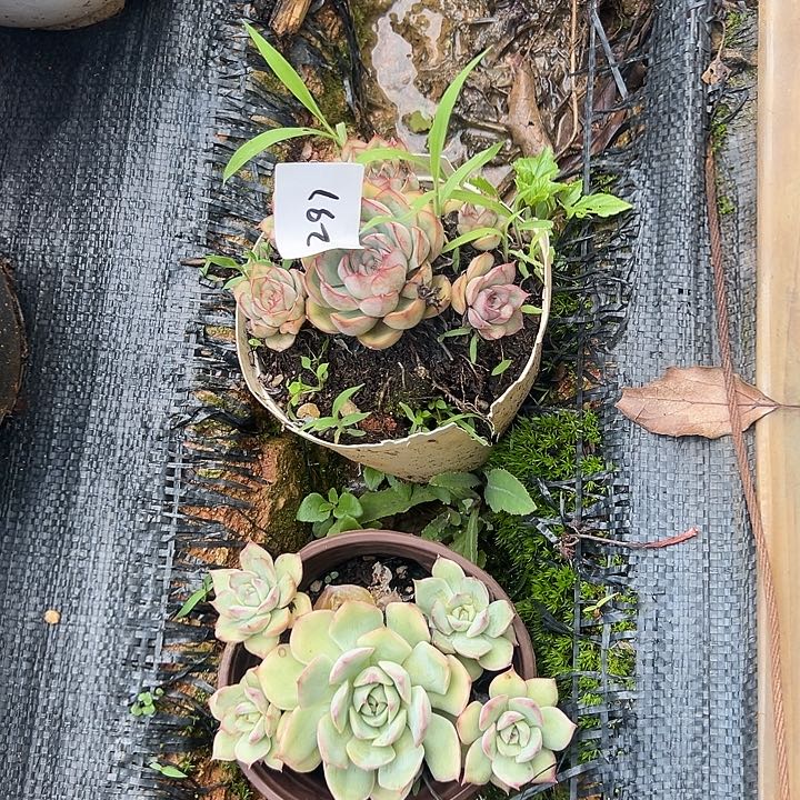 西***西多肉植物实物直播实物298