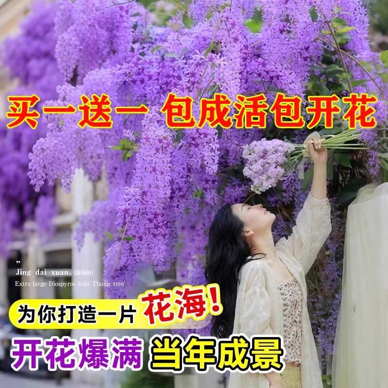 【紫藤花】树苗植物庭院阳台围墙四季耐寒开花盆栽花苗花卉紫藤萝